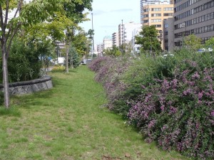 「秋剪定　植物ボランティア」の画像