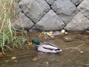 「カモたち」の画像