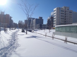「雪の上の光と影」の画像