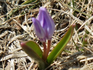 「春を告げるチオノドクサが咲き始めています」の画像