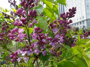 「あたたかさにつられて花開きました」の画像