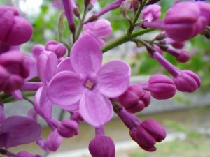 「ライラックの開花情報」の画像