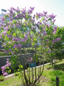 「北1・2条ライラックウォーク」の画像