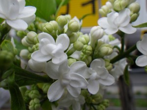 イーディスガヴェル001