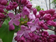 エスタースティリー004