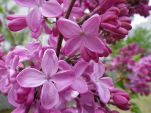 エスタースティリー006