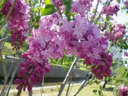 エスタースティリー0519-03