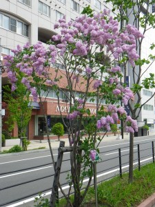 「5月も終わりに　ライラック開花情報」の画像