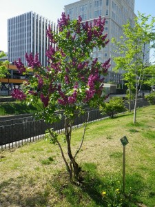 シャルルジョリー0519-01