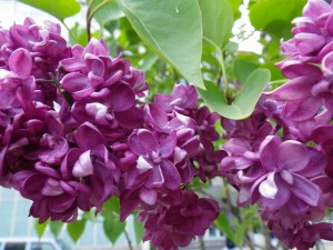 シャルルジョリー0527-01