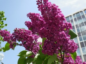 シュペート0527-05