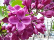 シュペート0527-07