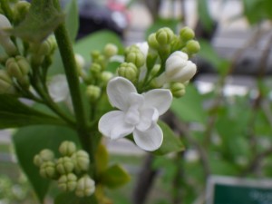 ジェネラルシュリダン002