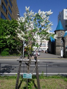 ジェネラルシュリダン0519-01