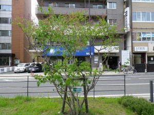 ジェームズマクファーレン0527-01