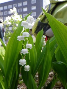 「スズランとタイムロンギカウリス」の画像