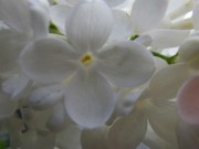 ステップマン0527-01