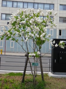 ステップマン0527-05