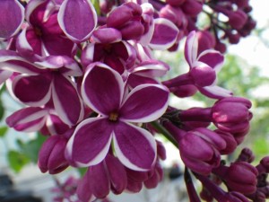 センセーション0520-02