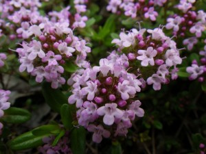 タイムロンギカウリス0527-02