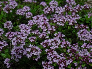 タイムロンギカウリス0527-06