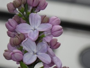 ブランシュスゥィート001