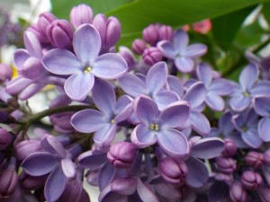 プレジデントリンカーン003