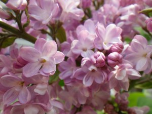 ベルドゥーナンシー0520-01