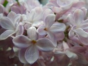 ベルドゥーナンシー0527-02