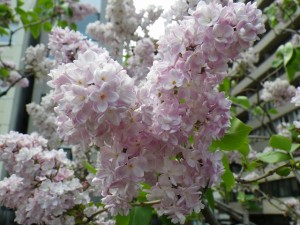 ベルドゥーナンシー0527-03