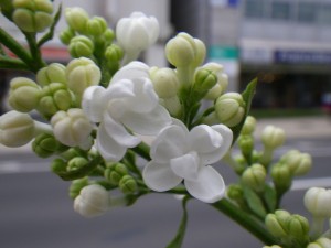 ミスエレンウィルモット001