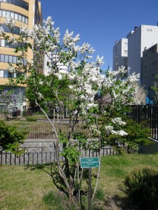 ミスエレンウイルモット0519-01