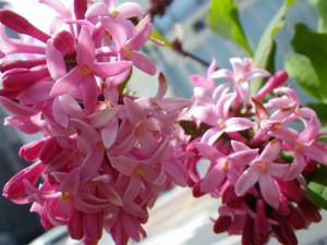 ミスカナダ0527-02