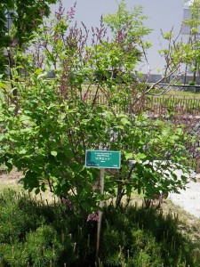 メヌエット0527-01