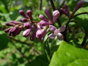 メヌエット0527-02