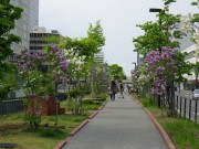 ライラックウォーク0520-04