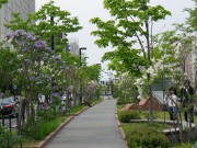 ライラックウォーク0520-06