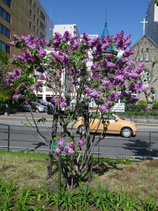 ラムフォン0519-02