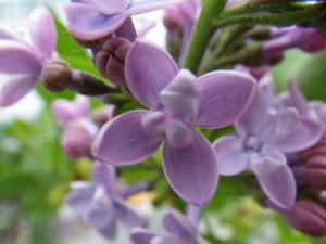 レオンガンベッタ003