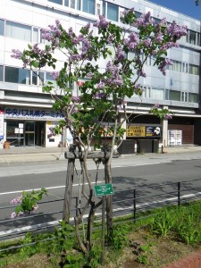 レオンガンベッタ0519-01