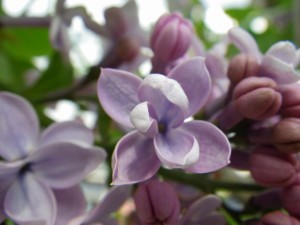 レオンガンベッタ0520-03