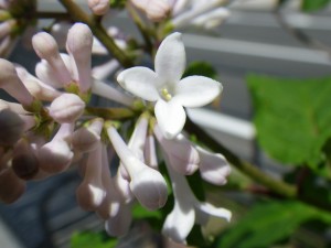 アグネススミス0602-05