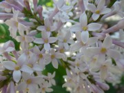 ウスゲシナハシドイ0602-02