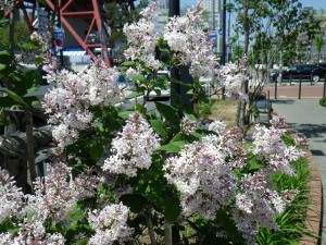 「遅咲きのライラック」の画像