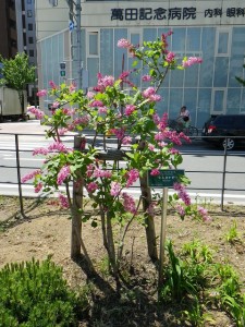 ミスカナダ0602-01