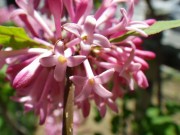 ミスカナダ0602-03