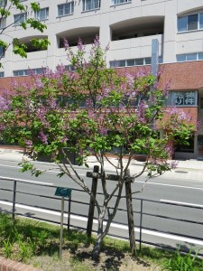 メヌエット0602-01