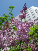 メヌエット0602-03