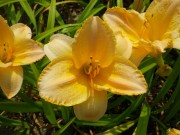 「へメロかリスが咲いています」の画像