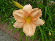 エドナスポールディング002